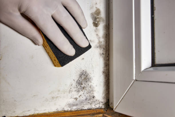 Best Asbestos and Lead Testing During Mold Inspection  in Huntington Woods, MI